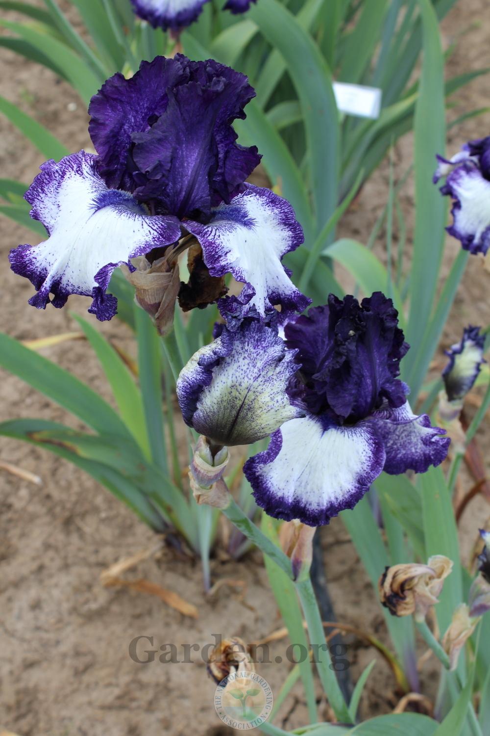 Photo of Tall Bearded Iris (Iris 'Grapetizer') uploaded by HighdesertNiki