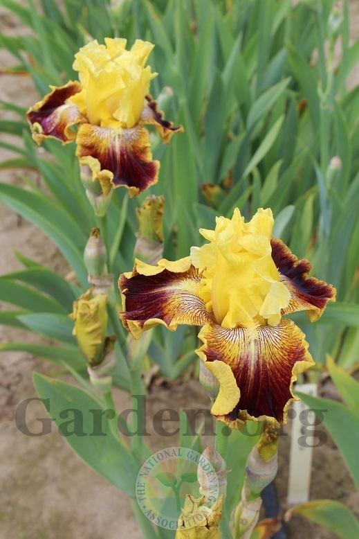 Photo of Tall Bearded Iris (Iris 'French Riviera') uploaded by HighdesertNiki