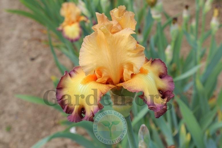 Photo of Tall Bearded Iris (Iris 'Glimmer of Hope') uploaded by HighdesertNiki