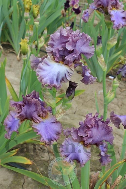 Photo of Tall Bearded Iris (Iris 'French Lavender') uploaded by HighdesertNiki
