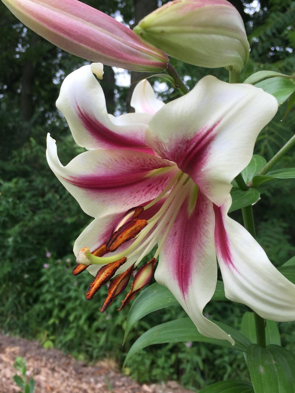 Photo of Lily (Lilium 'Garden Pleasure') uploaded by Legalily