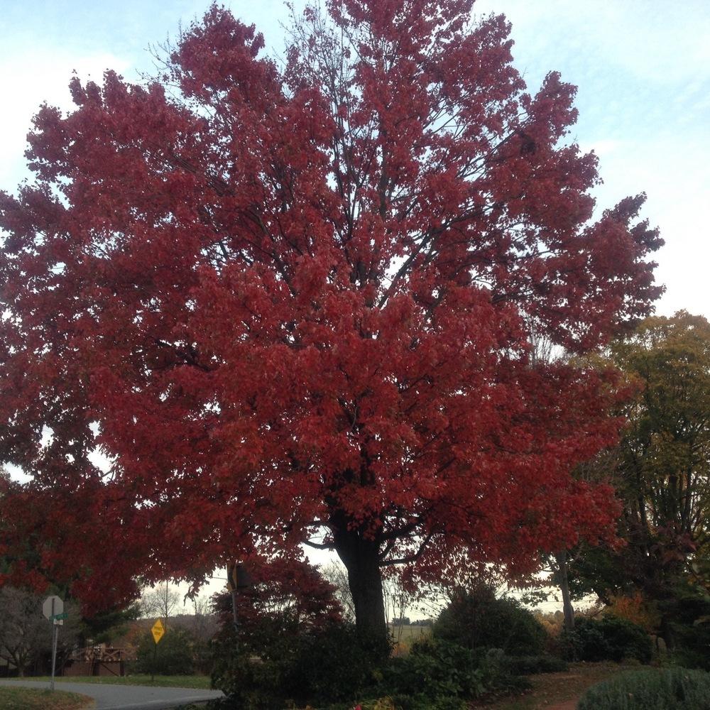 Photo of Red Maple (Acer rubrum) uploaded by csandt