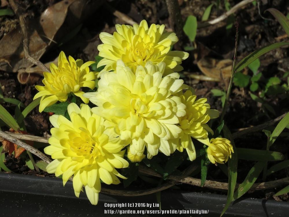 Photo of Chrysanthemum uploaded by plantladylin