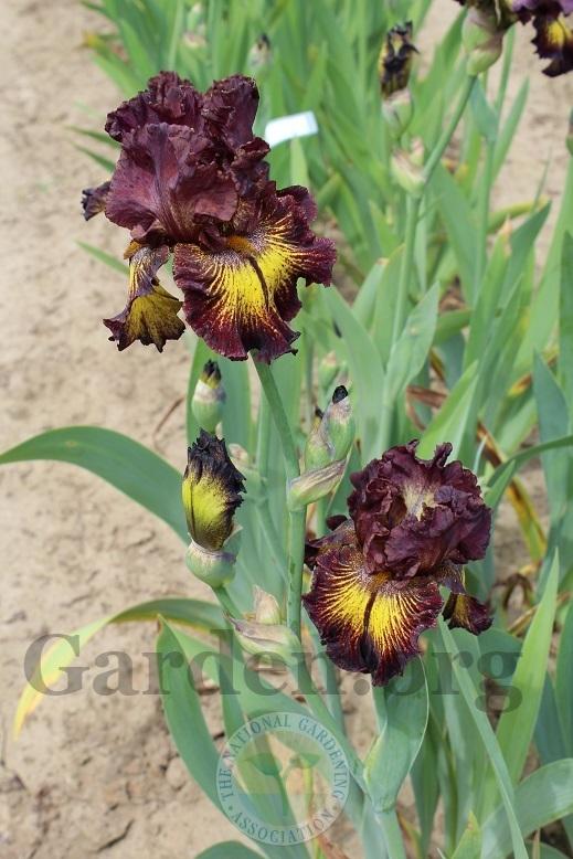 Photo of Tall Bearded Iris (Iris 'High Octane') uploaded by HighdesertNiki
