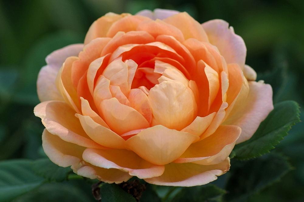 Photo of English Shrub Rose (Rosa 'Lady of Shalott') uploaded by dirtdorphins