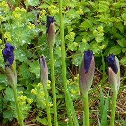 Location: Nora's Garden - Castlegar, B.C.
Date: 2016-05-25
 6:00 pm.  Buds of Ruffled Velvet are very flat topped, as though