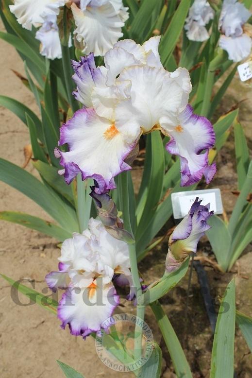 Photo of Tall Bearded Iris (Iris 'In the Loop') uploaded by HighdesertNiki