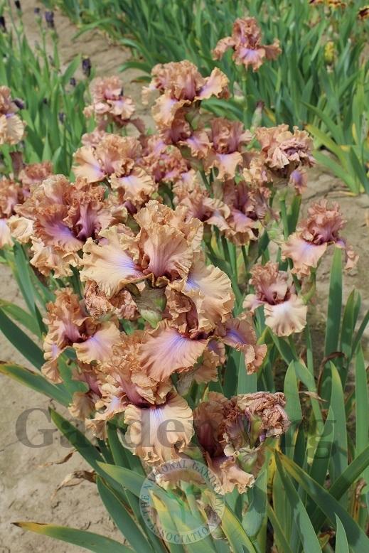 Photo of Tall Bearded Iris (Iris 'I Must Have It') uploaded by HighdesertNiki