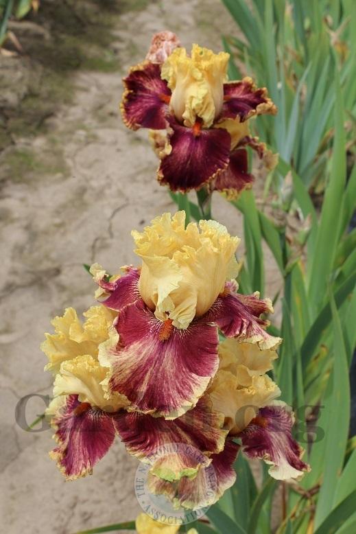 Photo of Tall Bearded Iris (Iris 'Italian Master') uploaded by HighdesertNiki