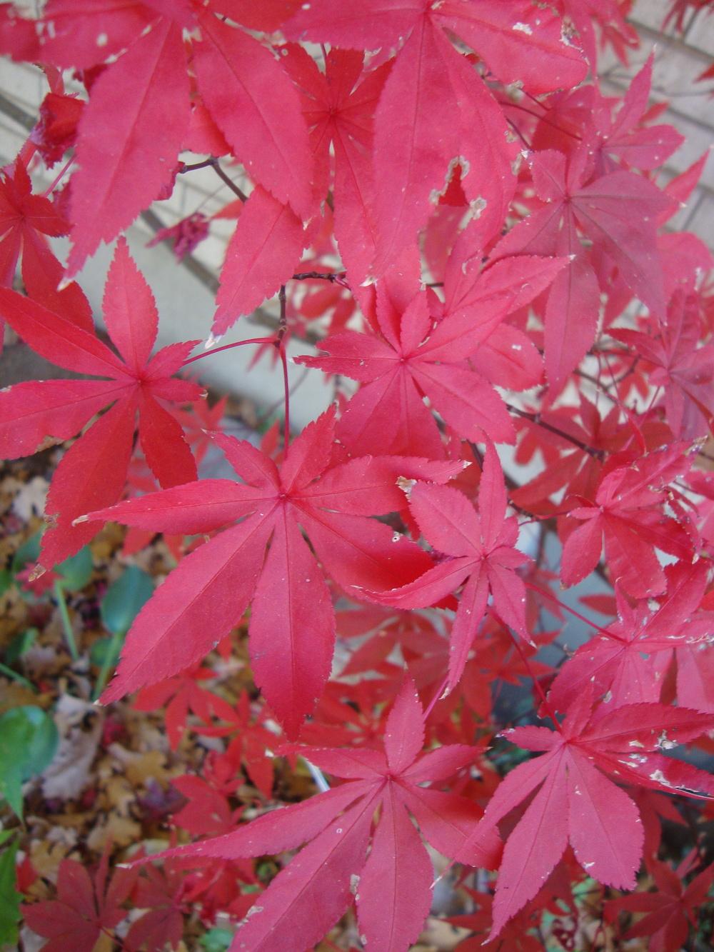 Photo of Japanese Maple (Acer palmatum var. amoenum 'Bloodgood') uploaded by Paul2032