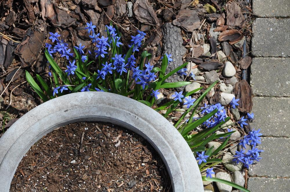 Photo of Siberian Squill (Scilla siberica) uploaded by Fleur569