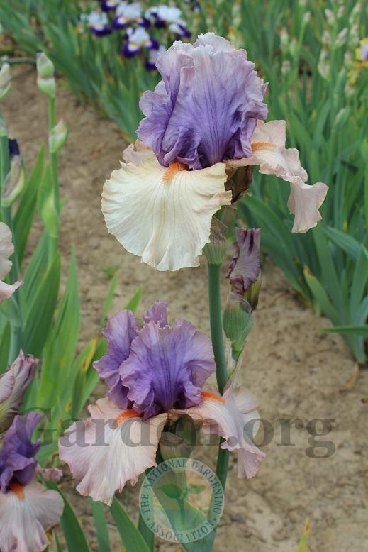 Photo of Tall Bearded Iris (Iris 'La Scala') uploaded by HighdesertNiki