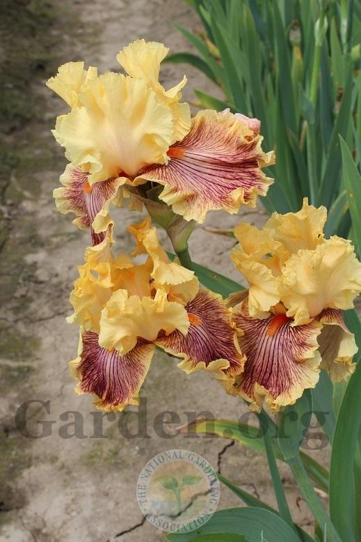 Photo of Tall Bearded Iris (Iris 'Jeanne Clay Plank') uploaded by HighdesertNiki
