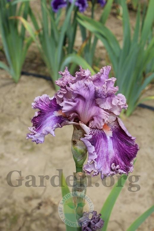 Photo of Tall Bearded Iris (Iris 'Just Witchery') uploaded by HighdesertNiki