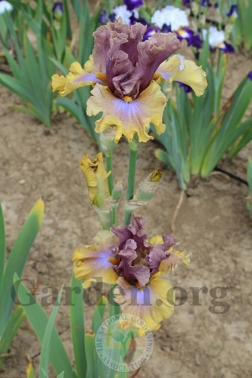 Photo of Tall Bearded Iris (Iris 'Land Down Under') uploaded by HighdesertNiki