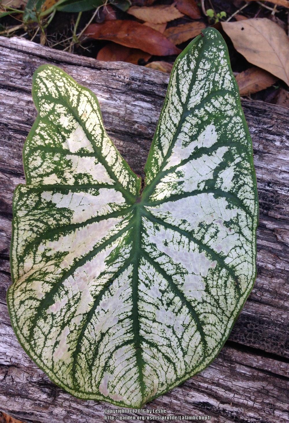 Photo of Fancy-leaf Caladium (Caladium 'White Christmas') uploaded by Lalambchop1