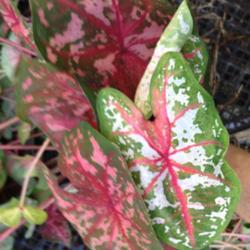 Location: Chapin, SC
Date: 2016-11-10
This caladium has a wide pallet of colors.