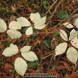Location: The Ardennes, Belgium
Date: 2016-11-05
Undersides of the leaves are silver-green