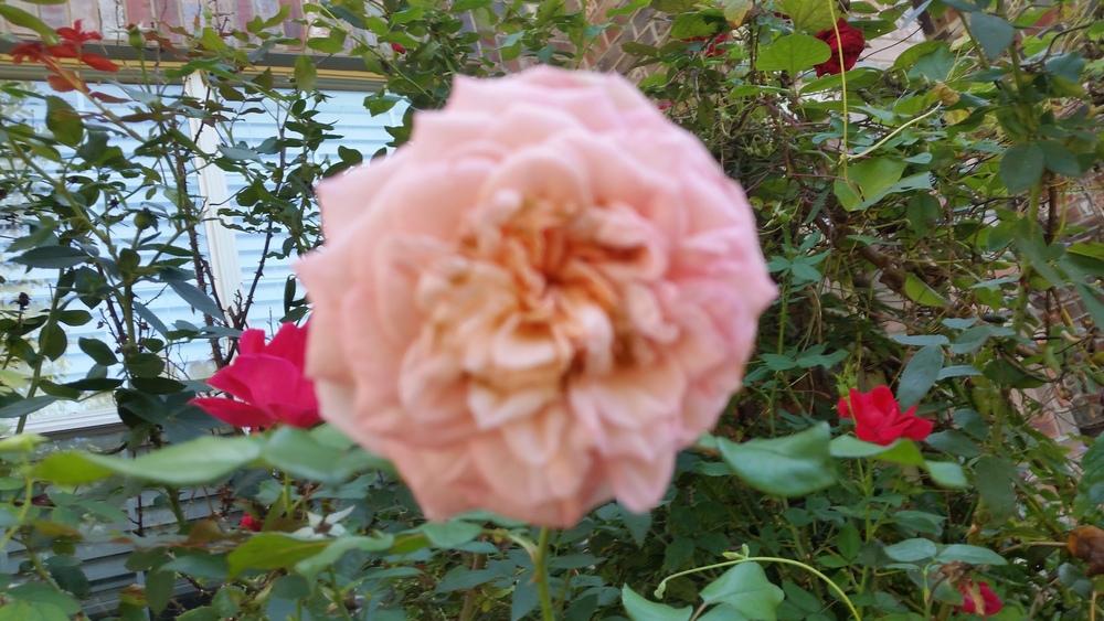 Photo of Rose (Rosa 'Savannah') uploaded by javaMom