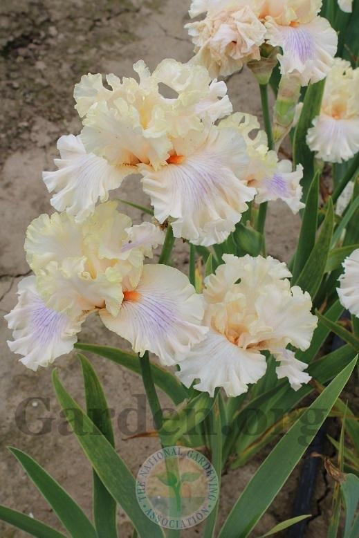 Photo of Tall Bearded Iris (Iris 'Matters of the Heart') uploaded by HighdesertNiki