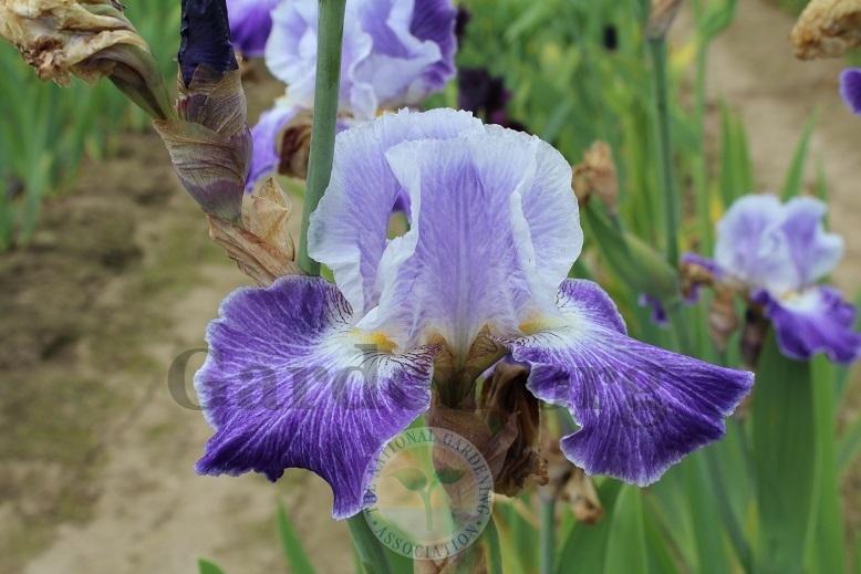 Photo of Tall Bearded Iris (Iris 'Making Time') uploaded by HighdesertNiki