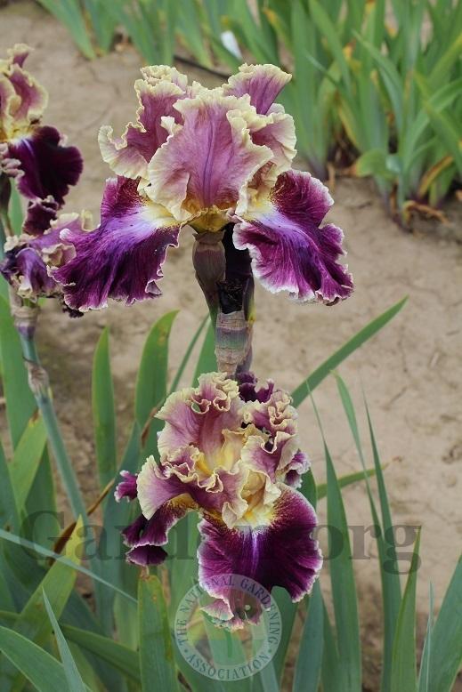 Photo of Tall Bearded Iris (Iris 'Montmartre') uploaded by HighdesertNiki