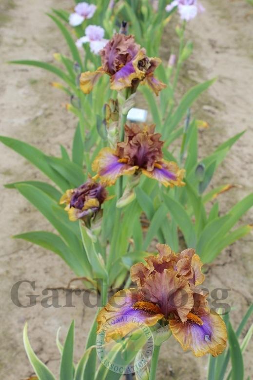 Photo of Tall Bearded Iris (Iris 'Maggie Beth') uploaded by HighdesertNiki