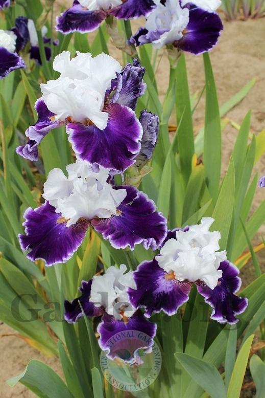 Photo of Tall Bearded Iris (Iris 'Merry Amigo') uploaded by HighdesertNiki
