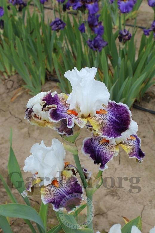 Photo of Tall Bearded Iris (Iris 'Mardi Gras Ball') uploaded by HighdesertNiki