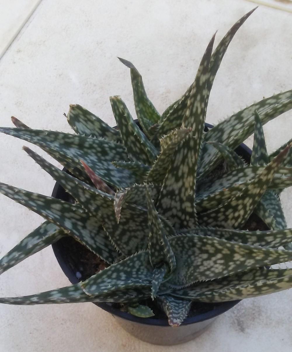 Photo of Aloes (Aloe) uploaded by Nevada_Mike