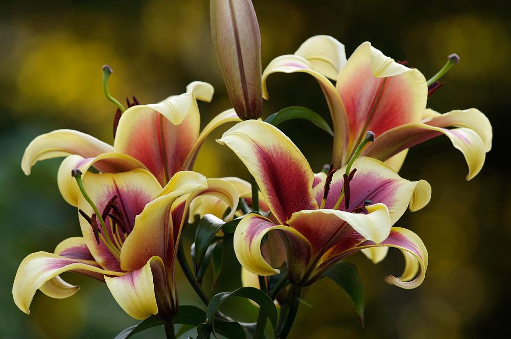 Photo of Lily (Lilium 'Flavia') uploaded by William