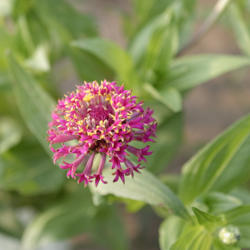 Location: My North zinnia garden
Date: July 2014
Some Razzle Dazzle blooms are rather small