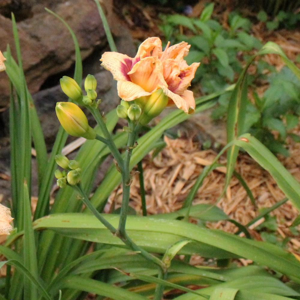 Photo of Daylily (Hemerocallis 'Roswitha') uploaded by blue23rose