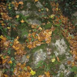 Location: The Ardennes, Belgium
Date: 2016-11-05
On calcareous rocky slopes in the forest.