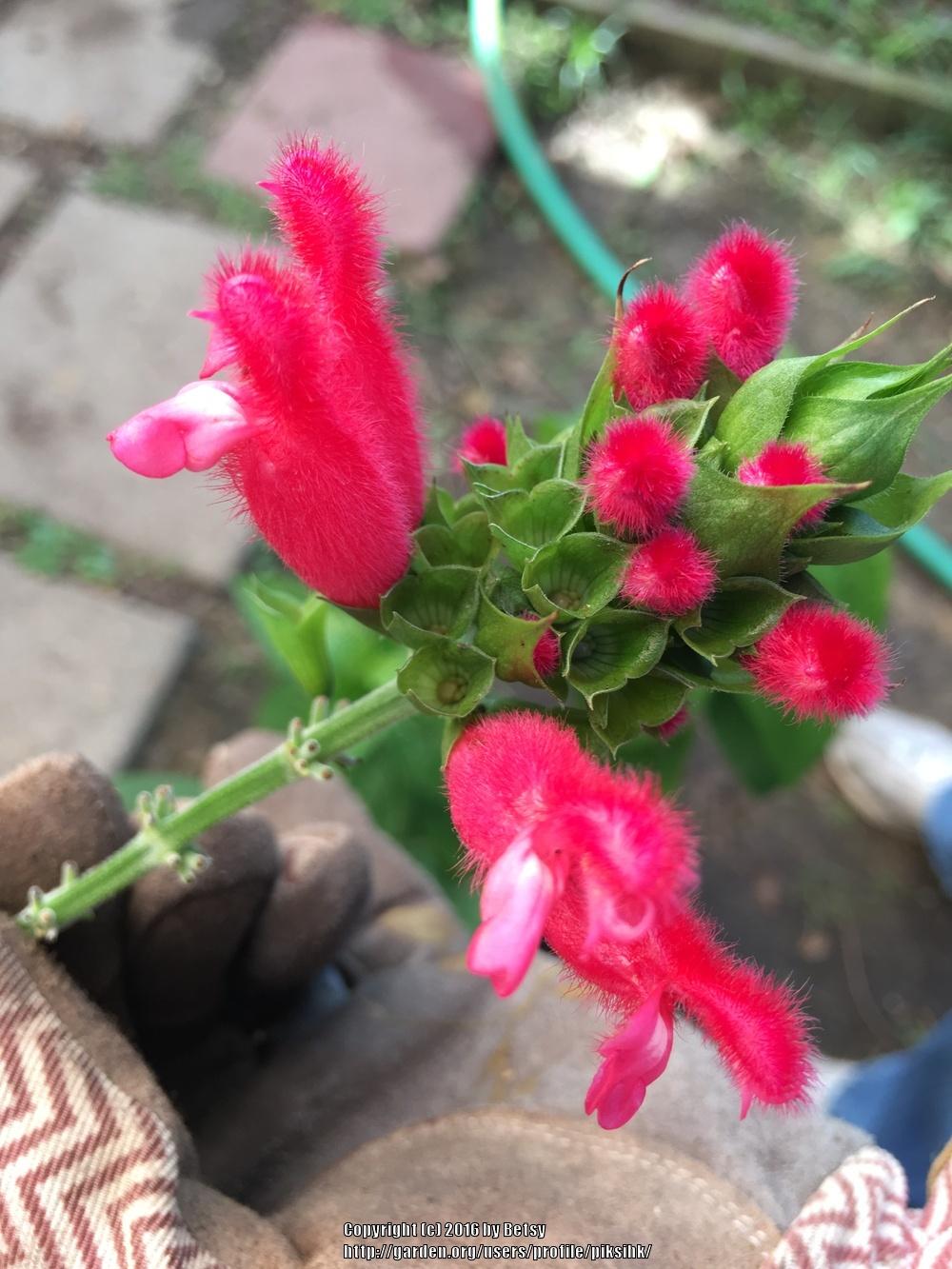 Photo of Bolivian Hummingbird Sage (Salvia oxyphora) uploaded by piksihk