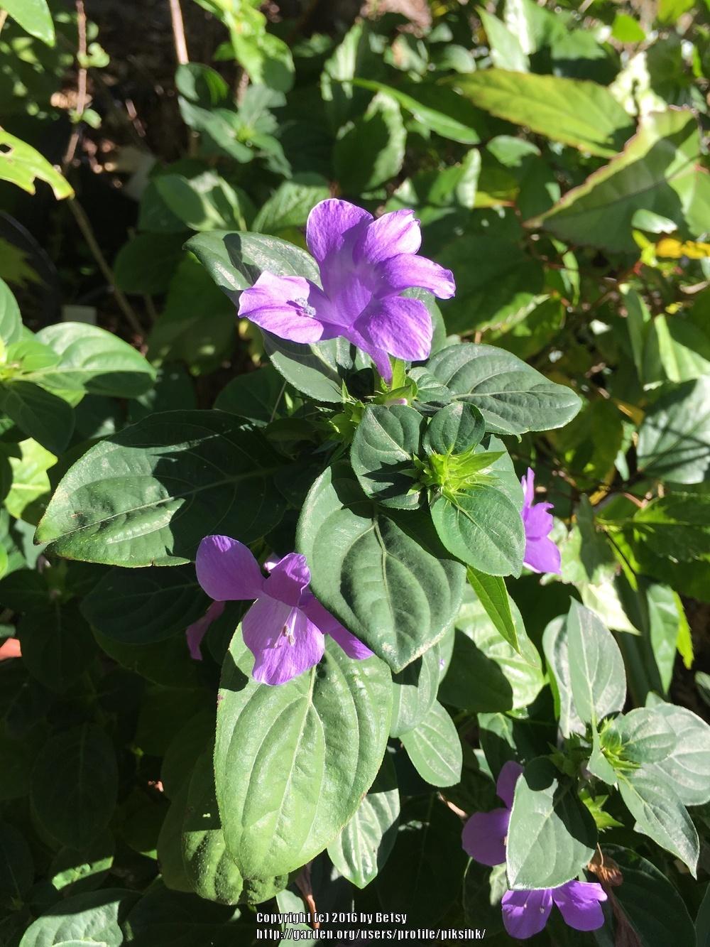 Photo of Philippine Violet (Barleria cristata) uploaded by piksihk