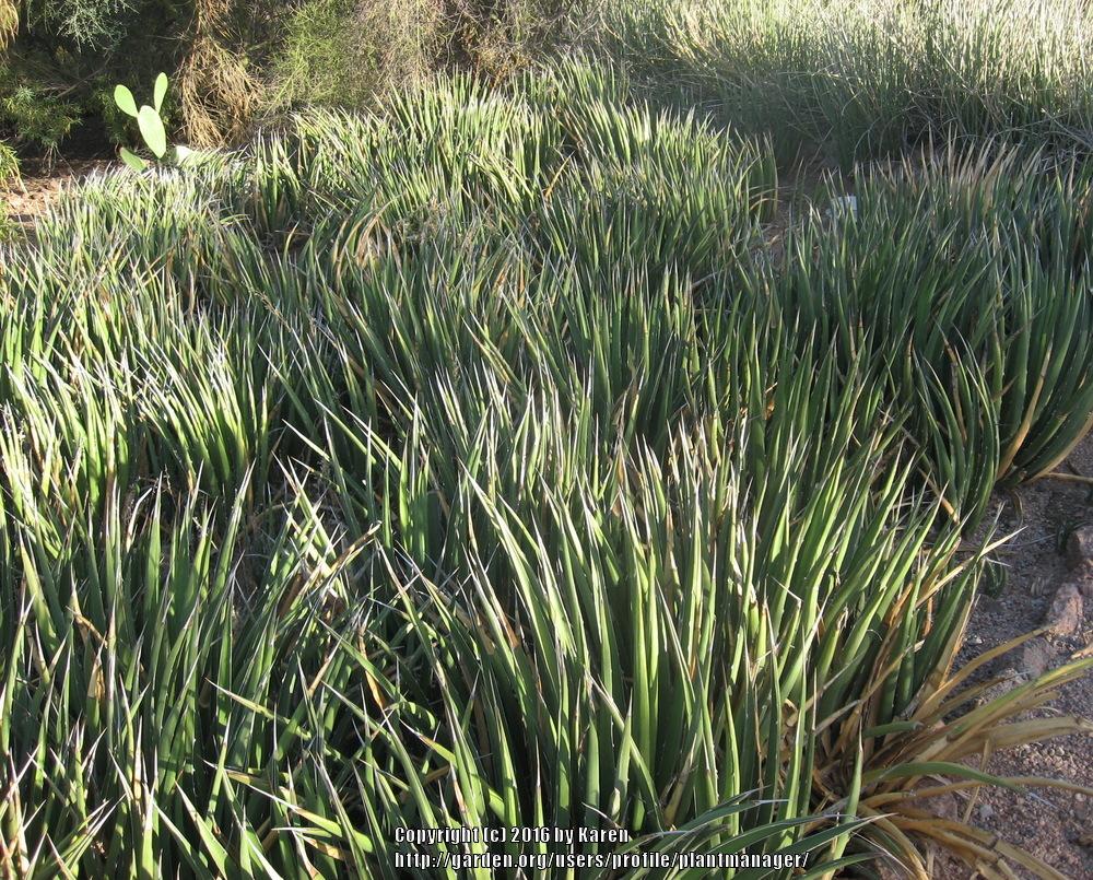 Photo of Lechuguilla (Agave lecheguilla) uploaded by plantmanager