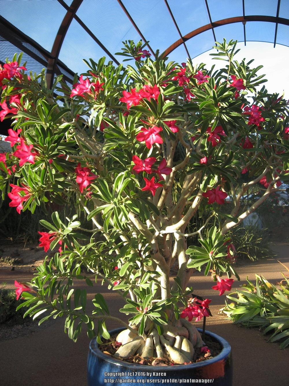 Photo of Adeniums (Adenium) uploaded by plantmanager