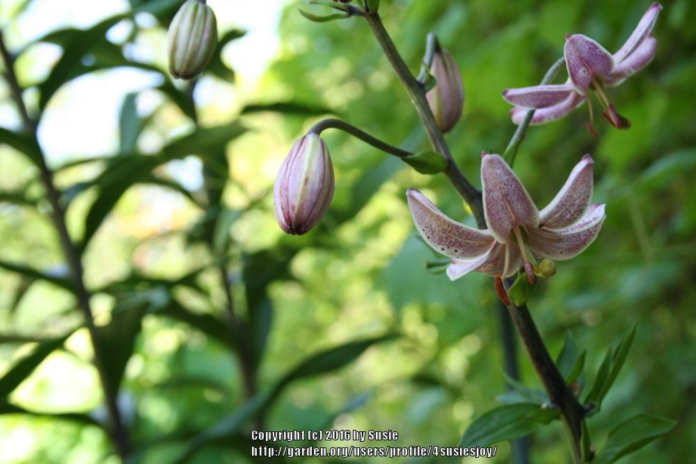 Photo of Lily (Lilium 'Terry') uploaded by 4susiesjoy