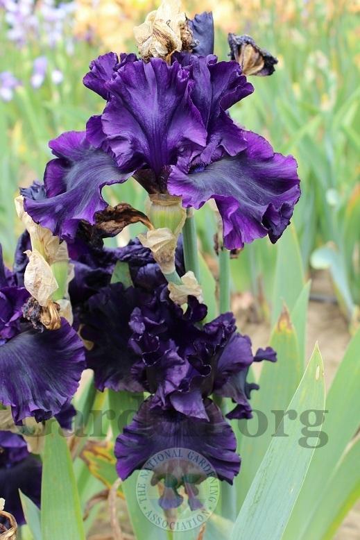 Photo of Tall Bearded Iris (Iris 'Noble Gesture') uploaded by HighdesertNiki
