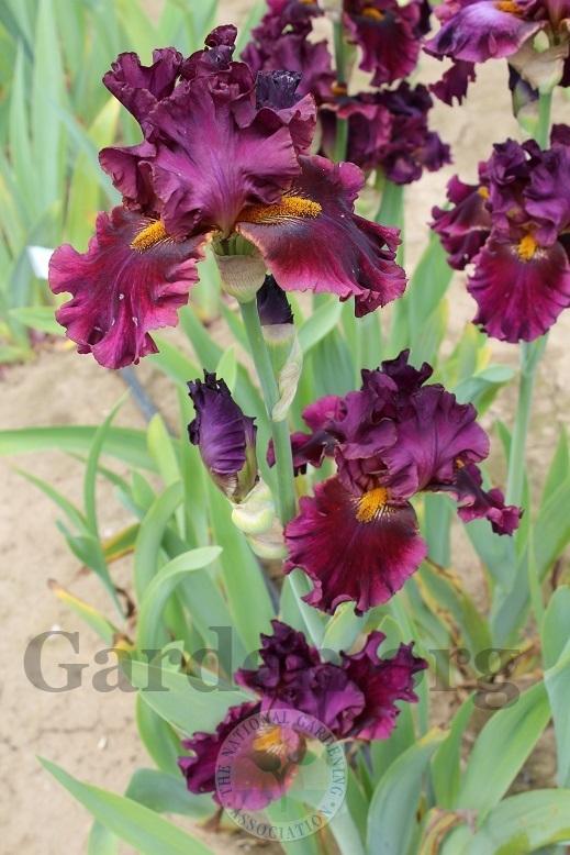 Photo of Tall Bearded Iris (Iris 'Name Game') uploaded by HighdesertNiki