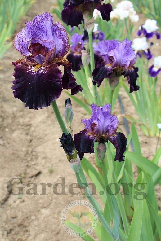 Photo of Tall Bearded Iris (Iris 'One of a Kind') uploaded by HighdesertNiki
