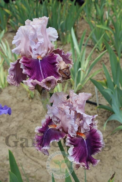Photo of Tall Bearded Iris (Iris 'Oxford Countess') uploaded by HighdesertNiki