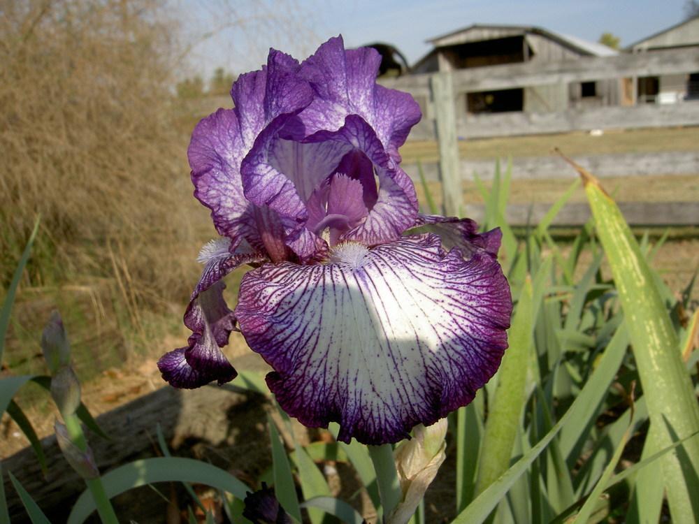 Photo of Tall Bearded Iris (Iris 'Double Shot') uploaded by Muddymitts