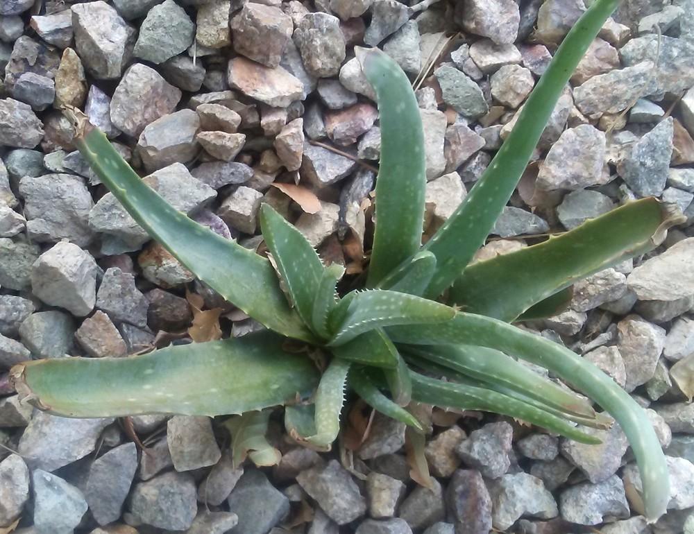 Photo of Aloe Vera (Aloe vera) uploaded by Nevada_Mike