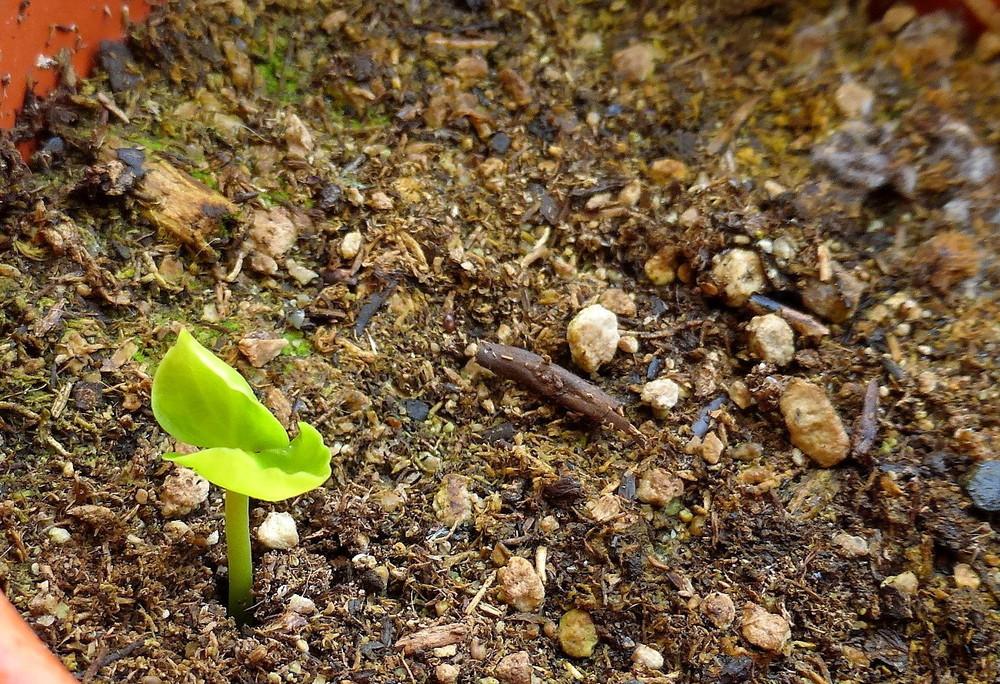 Photo of Jungle Geranium (Ixora coccinea) uploaded by vitrsna