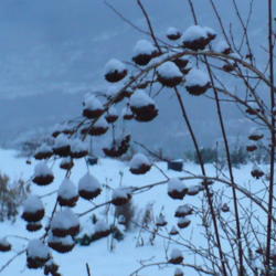 Location: Nora's Garden - Castlegar, B.C.
Date: 2015-12-19
 4:24 pm. Seed bunches draped in snow provide winter interest.