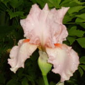  6:07 pm. In the evening, after a fresh rain, this Iris positivel