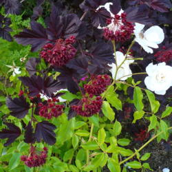Location: Nora's Garden - Castlegar, B.C.
Date: 2016-06-12
 6:08 pm. Purple leaves, red seeds and the white Iceberg Rose.