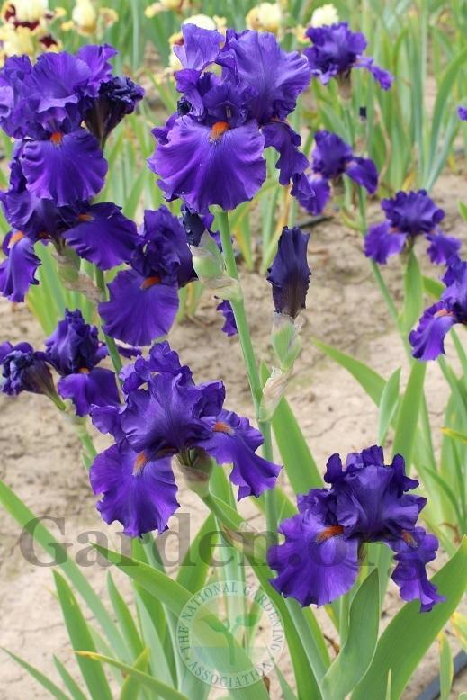 Photo of Tall Bearded Iris (Iris 'Paul Black') uploaded by HighdesertNiki